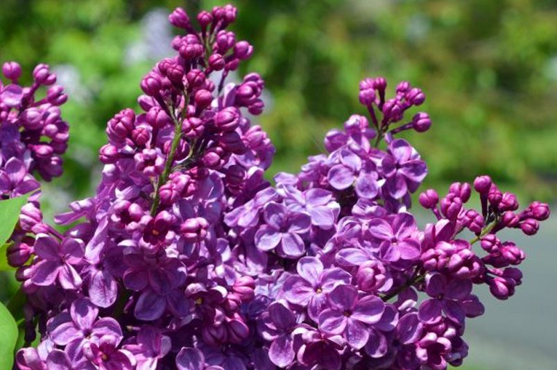 Best Time to Plant Lilacs: Expert Gardening Tips - Shrubhub