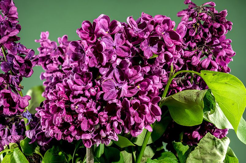 Best Time to Plant Lilacs: Expert Gardening Tips - Shrubhub