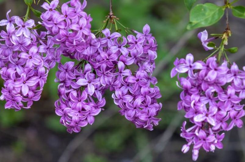 Best Time to Plant Lilacs: Expert Gardening Tips - Shrubhub