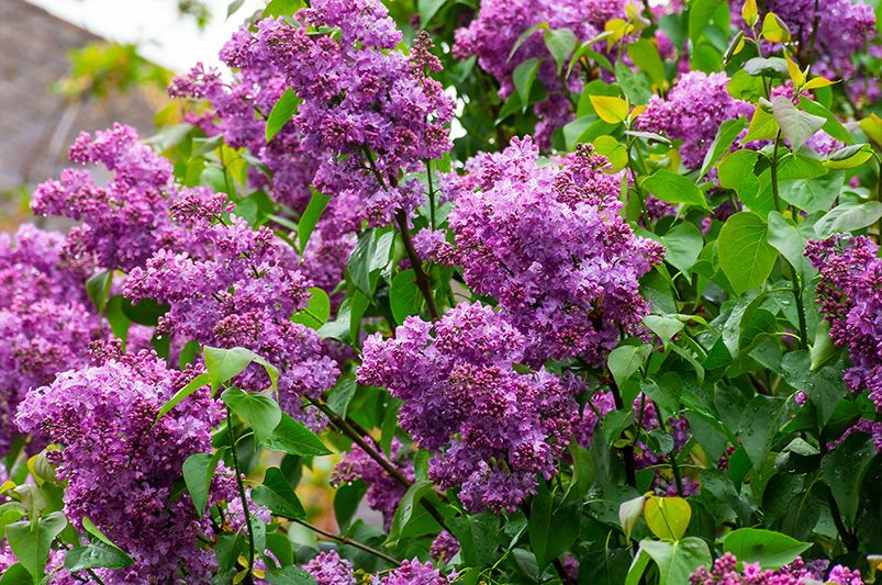 Best Time to Plant Lilacs: Expert Gardening Tips - Shrubhub