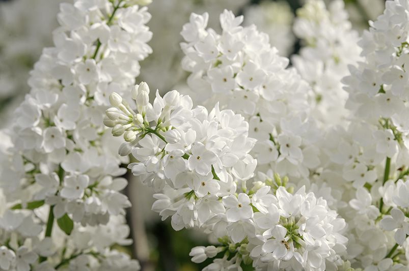 Best Time to Plant Lilacs: Expert Gardening Tips - Shrubhub