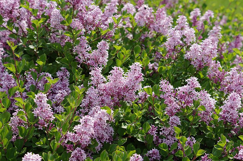 Best Time to Plant Lilacs: Expert Gardening Tips - Shrubhub