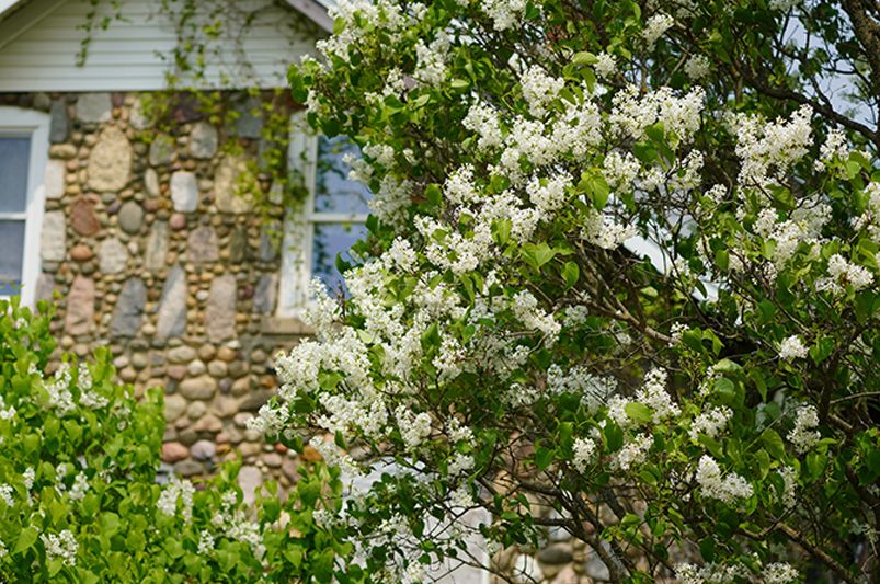 Best Time to Plant Lilacs: Expert Gardening Tips - Shrubhub