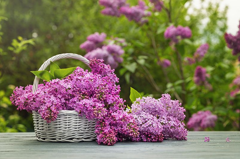 Best Time to Plant Lilacs: Expert Gardening Tips - Shrubhub