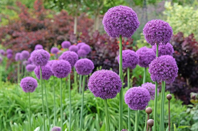 10 Must-Plant Spring Bulbs in Fall for Gorgeous Blooms - Shrubhub