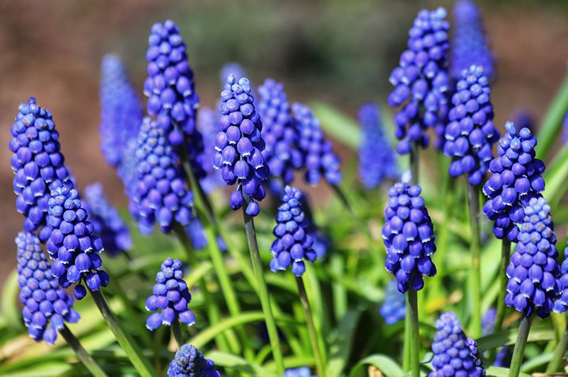 10 Must-Plant Spring Bulbs in Fall for Gorgeous Blooms - Shrubhub