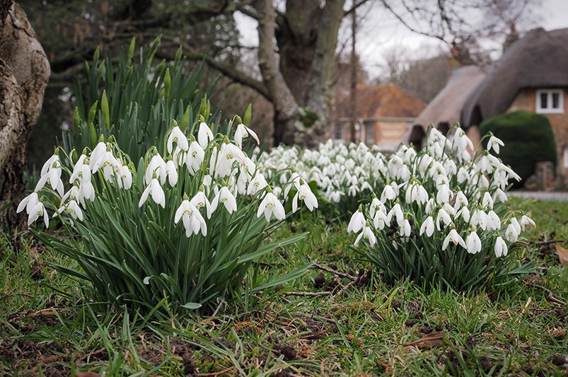 10 Must-Plant Spring Bulbs in Fall for Gorgeous Blooms - Shrubhub