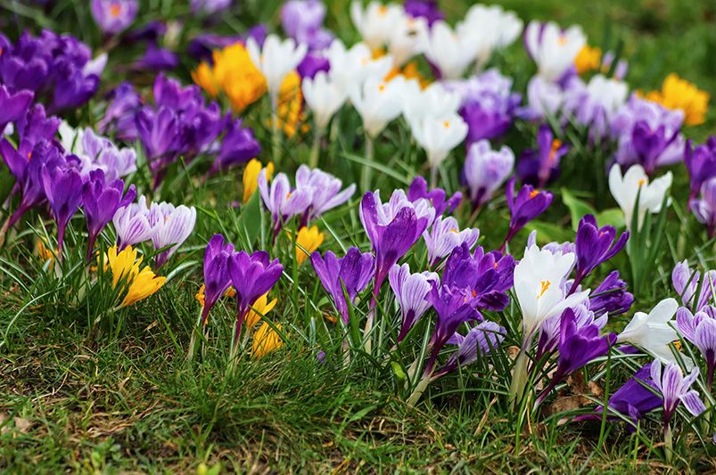 10 Must-Plant Spring Bulbs in Fall for Gorgeous Blooms - Shrubhub