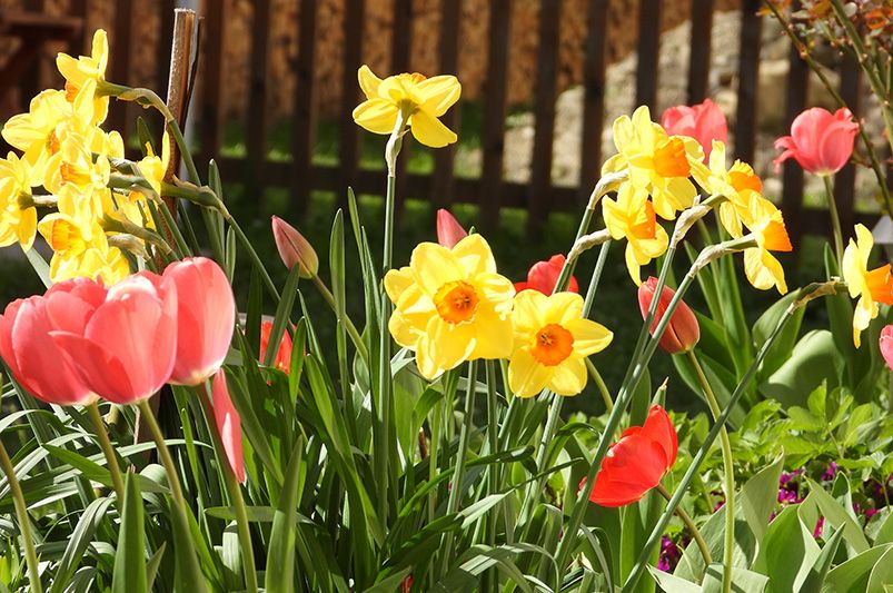 10 Must-Plant Spring Bulbs in Fall for Gorgeous Blooms