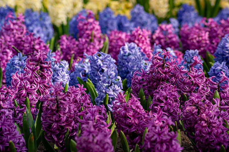 10 Must-Plant Spring Bulbs in Fall for Gorgeous Blooms - Shrubhub