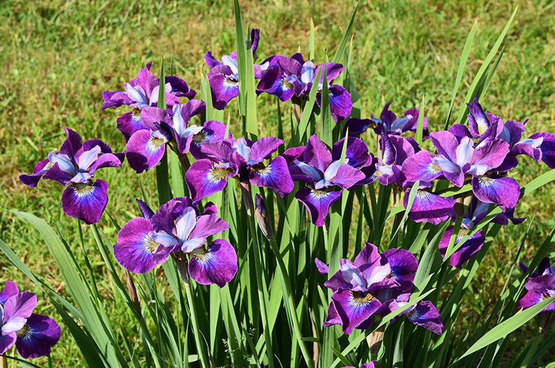 10 Must-Plant Spring Bulbs in Fall for Gorgeous Blooms - Shrubhub