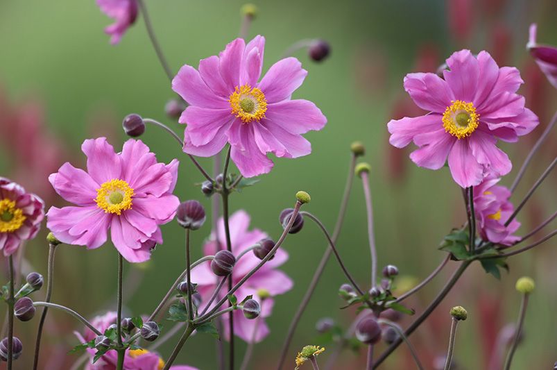 Top 9 Fall Plants for Autumn Gardens - Shrubhub