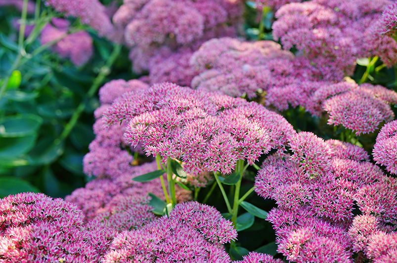 Top 9 Fall Plants for Autumn Gardens - Shrubhub