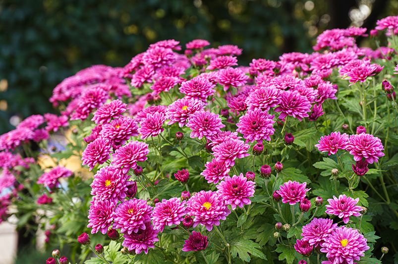 Top 9 Fall Plants for Autumn Gardens - Shrubhub