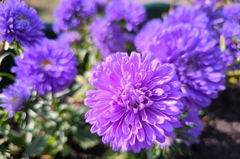 Top 9 Fall Plants for Autumn Gardens - Shrubhub