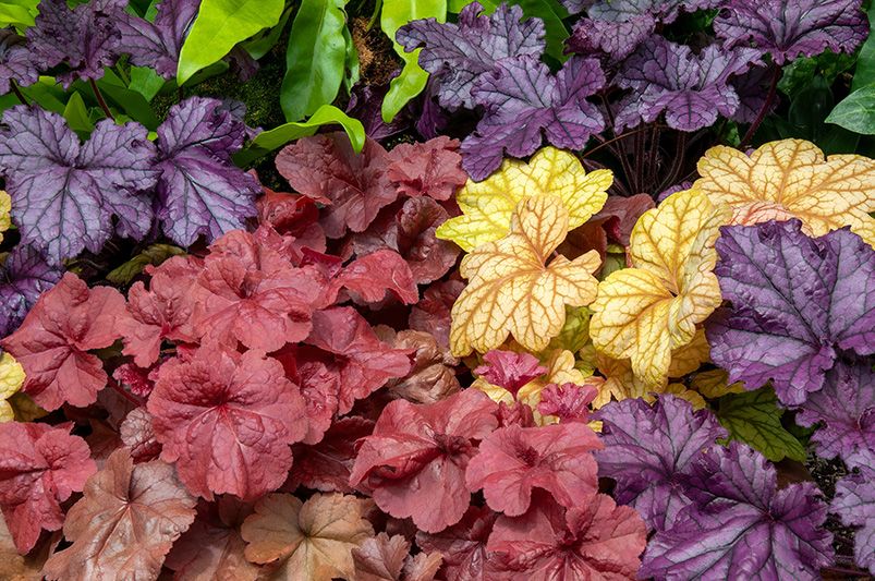 Top 9 Fall Plants for Autumn Gardens - Shrubhub