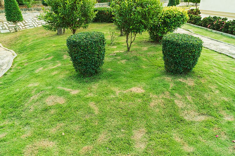 Lawn Care Tips: How to Know When Your Lawn Needs Help - Shrubhub