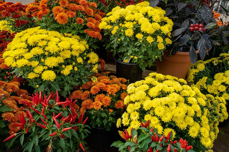 Fall Garden and Landscape Ideas: Creative Inspiration - Shrubhub