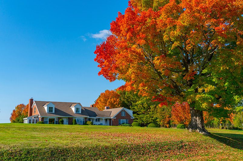 Expert Guide: How to Plant Different Types of Trees - Shrubhub