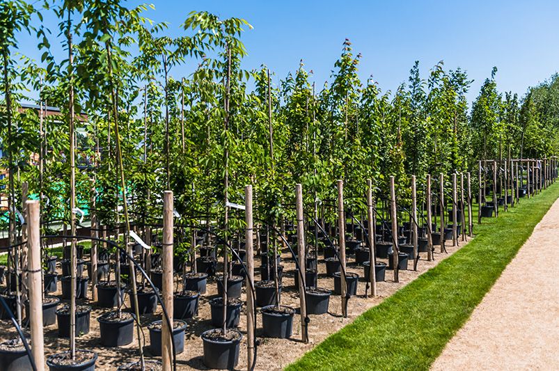 Expert Guide: How to Plant Different Types of Trees - Shrubhub