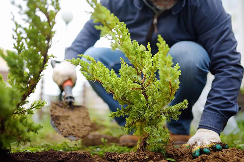 Expert Guide: How to Plant Different Types of Trees - Shrubhub