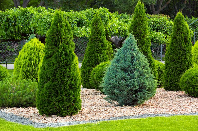 How to Plant Shrubs: A Comprehensive Guide - Shrubhub