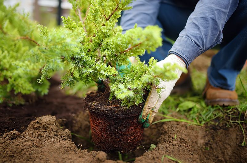 How to Plant Shrubs: A Comprehensive Guide - Shrubhub