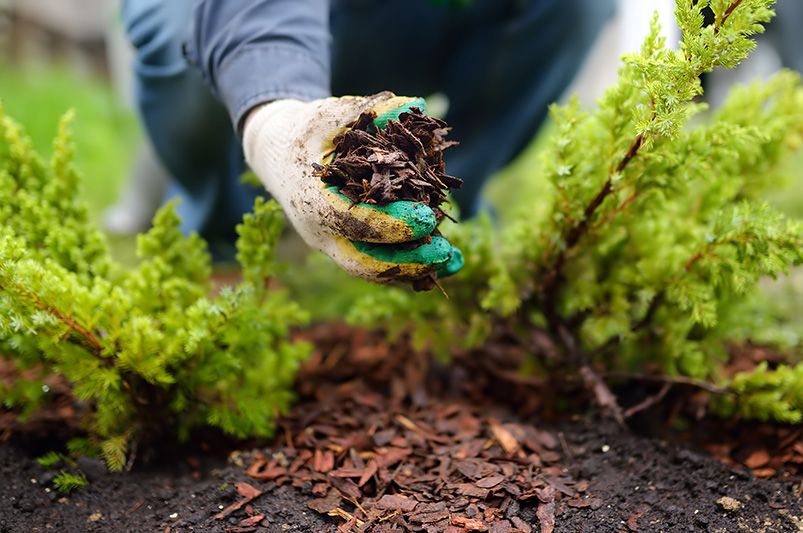 How to Plant Shrubs: A Comprehensive Guide - Shrubhub