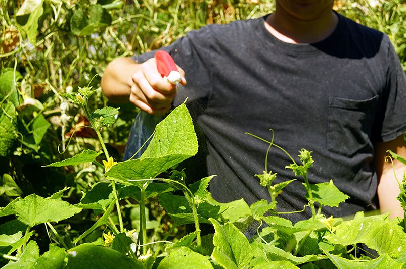 Eco-Friendly Pest Control Tips for Your Garden - Shrubhub