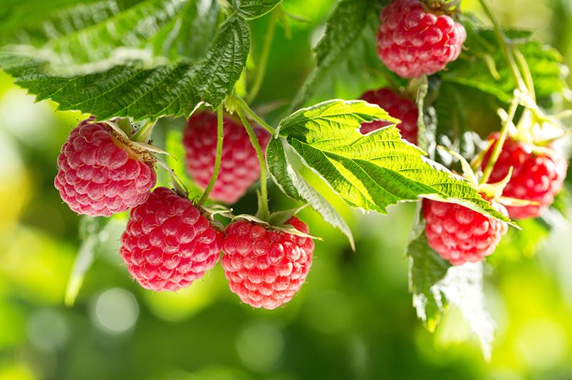 Beginner's Guide: Growing Raspberries in Containers Indoors - Shrubhub