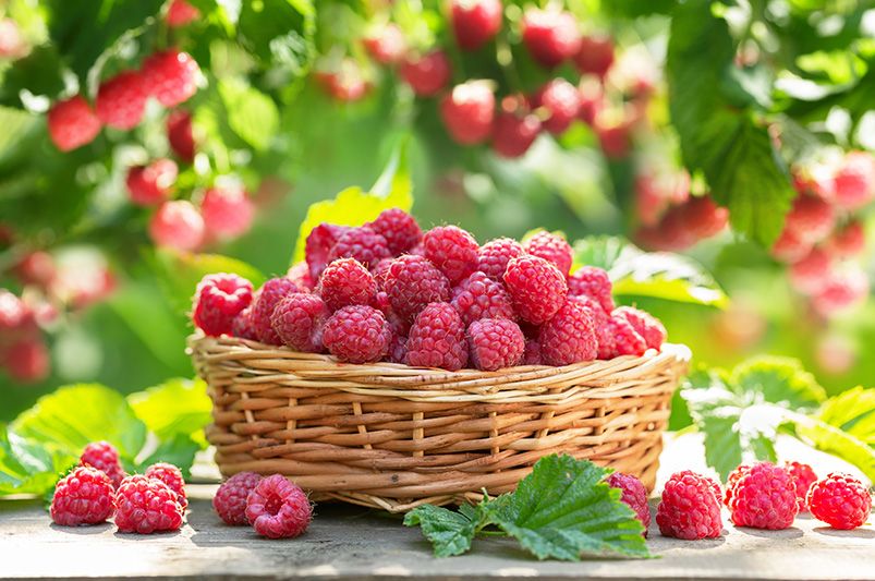 Beginner's Guide: Growing Raspberries in Containers Indoors - Shrubhub