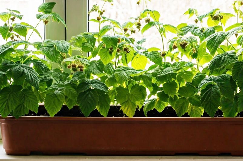 Beginner's Guide: Growing Raspberries in Containers Indoors - Shrubhub