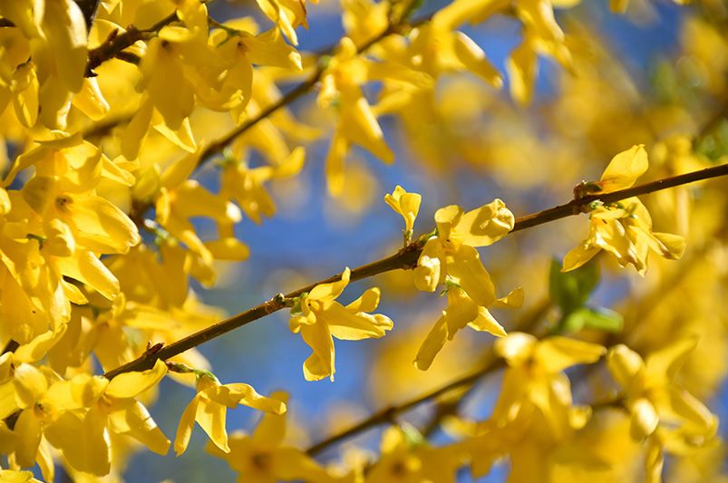 How to Prune Forsythia: Tips for Timing and Technique - Shrubhub