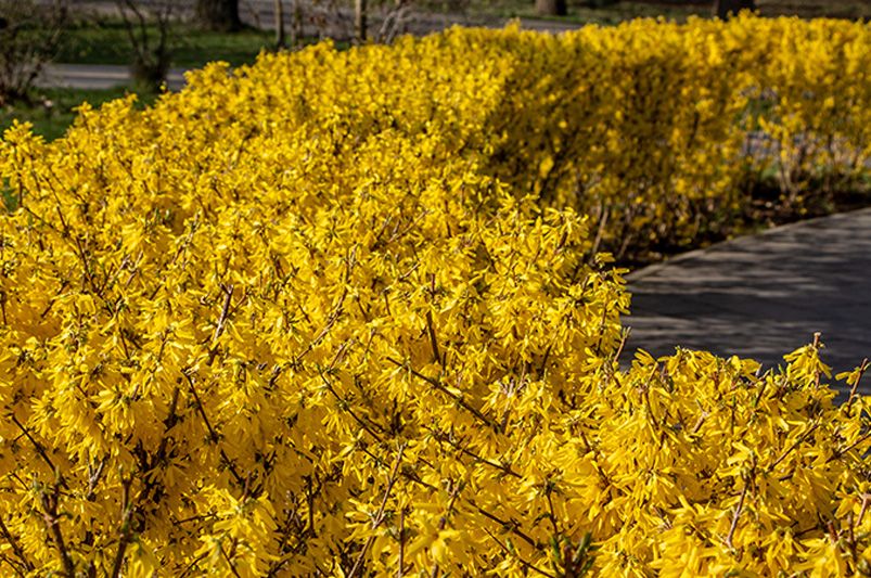 How to Prune Forsythia: Tips for Timing and Technique - Shrubhub