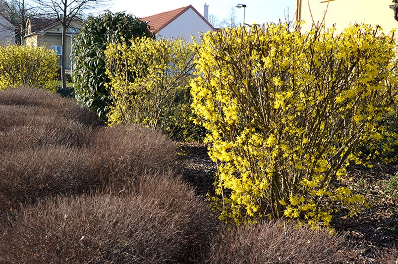 How to Prune Forsythia: Tips for Timing and Technique - Shrubhub