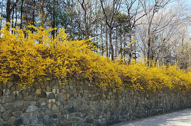 How to Prune Forsythia: Tips for Timing and Technique - Shrubhub