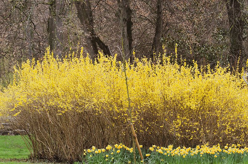 How to Prune Forsythia: Tips for Timing and Technique - Shrubhub