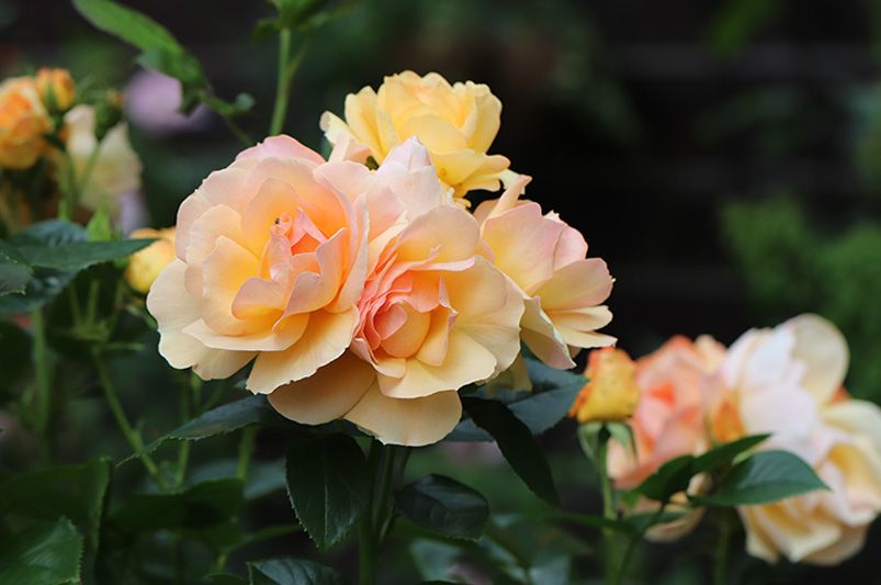 Master Rose Bush Propagation: Easy Steps for Success - Shrubhub