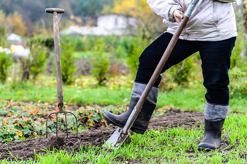 The Ultimate Fall Planting Guide: Tips for a Thriving Garden - Shrubhub