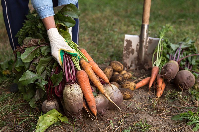 The Ultimate Fall Planting Guide: Tips for a Thriving Garden - Shrubhub