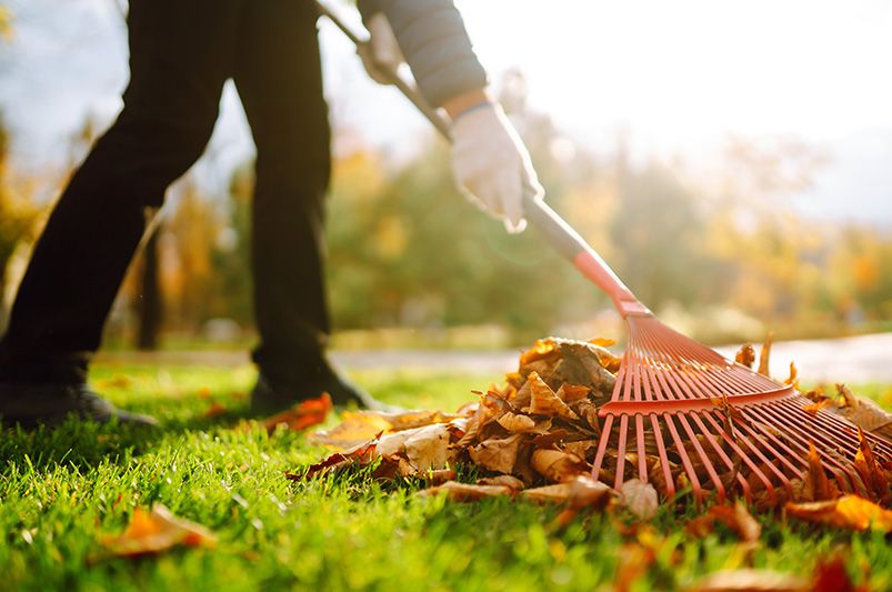 Essential Fall Lawn Care Tips for a Lush Yard - Shrubhub