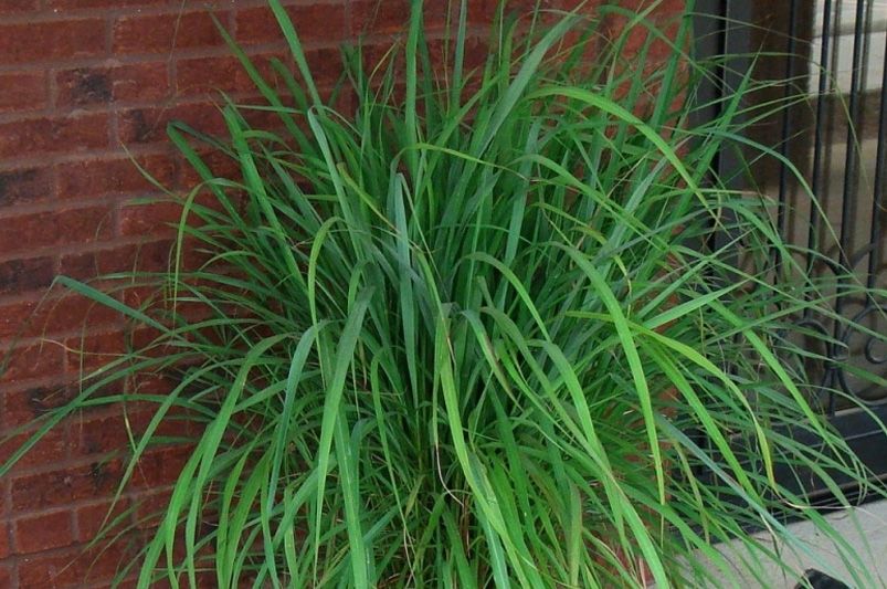 Discover the Beauty of Ornamental Grasses - Shrubhub