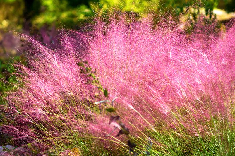 Discover the Beauty of Ornamental Grasses - Shrubhub