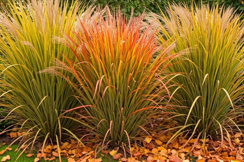 Essential Fall Care Tips for Ornamental Grasses - Shrubhub