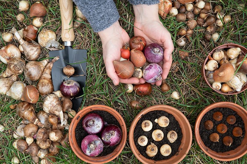 Spring Flowers 101: Fall Planting Guide for Bulb Selection - Shrubhub