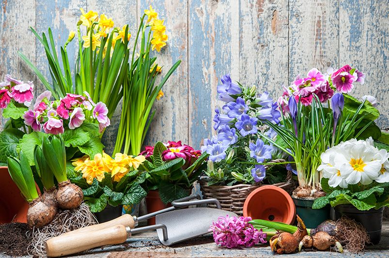 Spring Flowers 101: Fall Planting Guide for Bulb Selection - Shrubhub