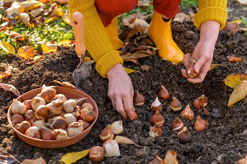 Spring Flowers 101: Fall Planting Guide for Bulb Selection - Shrubhub