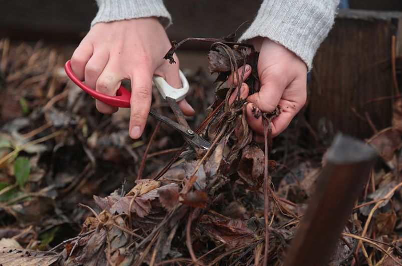 Best Fall Tips for Enhancing Raised Garden Bed Soil - Shrubhub