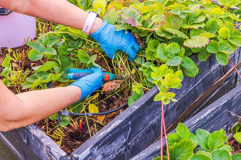 Best Fall Tips for Enhancing Raised Garden Bed Soil - Shrubhub