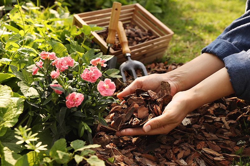 Flower Bed Mulch vs. Rock: What's Better? - Shrubhub